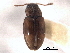  ( - CNC COLEO 00159970)  @11 [ ] CreativeCommons - Attribution (2012) CNC/CBG Photography Group Centre for Biodiversity Genomics