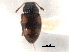  ( - CNC COLEO 00159971)  @11 [ ] CreativeCommons - Attribution (2012) CNC/CBG Photography Group Centre for Biodiversity Genomics