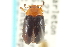  ( - CNC COLEO 00159998)  @11 [ ] CreativeCommons - Attribution (2012) CNC/CBG Photography Group Centre for Biodiversity Genomics