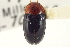  ( - CNC COLEO 00160004)  @11 [ ] CreativeCommons - Attribution (2012) CNC/CBG Photography Group Centre for Biodiversity Genomics