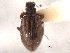  ( - CNC COLEO 00160128)  @11 [ ] CreativeCommons - Attribution (2012) CNC/CBG Photography Group Centre for Biodiversity Genomics