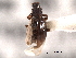  ( - CNC COLEO 00160132)  @11 [ ] CreativeCommons - Attribution (2012) CNC/CBG Photography Group Centre for Biodiversity Genomics