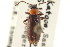  ( - CNC COLEO 00160714)  @13 [ ] CreativeCommons - Attribution (2012) CNC/CBG Photography Group Centre for Biodiversity Genomics