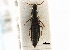  ( - CNC COLEO 00161162)  @11 [ ] CreativeCommons - Attribution (2013) CBG Photography Group Centre for Biodiversity Genomics