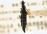  ( - CNC COLEO 00161163)  @11 [ ] CreativeCommons - Attribution (2013) CBG Photography Group Centre for Biodiversity Genomics