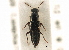  ( - CNC COLEO 00161164)  @11 [ ] CreativeCommons - Attribution (2013) CBG Photography Group Centre for Biodiversity Genomics
