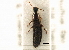  ( - CNC COLEO 00161166)  @13 [ ] CreativeCommons - Attribution (2013) CBG Photography Group Centre for Biodiversity Genomics