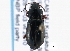  ( - CNC COLEO 00161215)  @13 [ ] CreativeCommons - Attribution (2013) CBG Photography Group Centre for Biodiversity Genomics