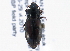 ( - CNC COLEO 00161216)  @14 [ ] CreativeCommons - Attribution (2013) CBG Photography Group Centre for Biodiversity Genomics