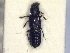  ( - CNC COLEO 00250835)  @11 [ ] CreativeCommons - Attribution (2014) CBG Photography Group Centre for Biodiversity Genomics