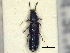  ( - CNC COLEO 00250838)  @11 [ ] CreativeCommons - Attribution (2014) CBG Photography Group Centre for Biodiversity Genomics