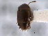  ( - CNC COLEO 00161399)  @11 [ ] CreativeCommons - Attribution (2014) CBG Photography Group Centre for Biodiversity Genomics