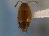  ( - CNC COLEO 00161402)  @11 [ ] CreativeCommons - Attribution (2014) CBG Photography Group Centre for Biodiversity Genomics