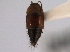  ( - CNC COLEO 00161403)  @11 [ ] CreativeCommons - Attribution (2014) CBG Photography Group Centre for Biodiversity Genomics