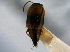  ( - CNC COLEO 00161432)  @11 [ ] CreativeCommons - Attribution (2014) CBG Photography Group Centre for Biodiversity Genomics