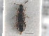  ( - CNC COLEO 00163012)  @11 [ ] CreativeCommons - Attribution (2013) CNC/CBG Photography Group Centre for Biodiversity Genomics