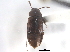  ( - CNC COLEO 00163016)  @11 [ ] CreativeCommons - Attribution (2013) CNC/CBG Photography Group Centre for Biodiversity Genomics