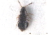  ( - CNC COLEO 00163027)  @11 [ ] CreativeCommons - Attribution (2013) CNC/CBG Photography Group Centre for Biodiversity Genomics