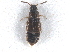  ( - CNC COLEO 00163045)  @11 [ ] CreativeCommons - Attribution (2013) CNC/CBG Photography Group Centre for Biodiversity Genomics