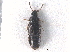  ( - CNC COLEO 00163046)  @11 [ ] CreativeCommons - Attribution (2013) CNC/CBG Photography Group Centre for Biodiversity Genomics