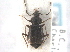  ( - CNC COLEO 00249964)  @11 [ ] CreativeCommons - Attribution (2013) CNC/CBG Photography Group Centre for Biodiversity Genomics