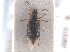  ( - CNC COLEO 00250015)  @11 [ ] CreativeCommons - Attribution (2013) CNC/CBG Photography Group Centre for Biodiversity Genomics