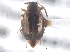  ( - CNC COLEO 00250016)  @11 [ ] CreativeCommons - Attribution (2013) CNC/CBG Photography Group Centre for Biodiversity Genomics