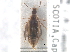  ( - CNC COLEO 00250017)  @13 [ ] CreativeCommons - Attribution (2013) CNC/CBG Photography Group Centre for Biodiversity Genomics
