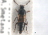  (Tachinus luridus - CNC COLEO 00250141)  @14 [ ] CreativeCommons - Attribution (2013) CNC/CBG Photography Group Centre for Biodiversity Genomics