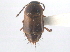  ( - CNC COLEO 00250169)  @11 [ ] CreativeCommons - Attribution (2013) CNC/CBG Photography Group Centre for Biodiversity Genomics