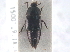  ( - CNC COLEO 00250186)  @11 [ ] CreativeCommons - Attribution (2013) CNC/CBG Photography Group Centre for Biodiversity Genomics
