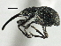  ( - CNC COLEO 00161043)  @11 [ ] CreativeCommons - Attribution (2013) CNC/CBG Photography Group Centre for Biodiversity Genomics