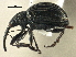  ( - CNC COLEO 00161066)  @13 [ ] CreativeCommons - Attribution (2013) CNC/CBG Photography Group Centre for Biodiversity Genomics