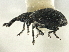  ( - CNC COLEO 00161074)  @11 [ ] CreativeCommons - Attribution (2013) CNC/CBG Photography Group Centre for Biodiversity Genomics