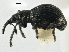  ( - CNC COLEO 00161292)  @14 [ ] CreativeCommons - Attribution (2013) CNC/CBG Photography Group Centre for Biodiversity Genomics