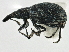  (Perapion curtirostre - CNC COLEO 00161296)  @14 [ ] CreativeCommons - Attribution (2013) CNC/CBG Photography Group Centre for Biodiversity Genomics