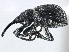  ( - CNC COLEO 00160840)  @11 [ ] CreativeCommons - Attribution (2013) CBG Photography Group Centre for Biodiversity Genomics