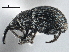  ( - CNC COLEO 00160845)  @13 [ ] CreativeCommons - Attribution (2013) CBG Photography Group Centre for Biodiversity Genomics