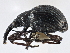  (Apionion crassum - CNC COLEO 00160874)  @11 [ ] CreativeCommons - Attribution (2013) CBG Photography Group Centre for Biodiversity Genomics