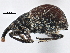  ( - CNC COLEO 00160887)  @11 [ ] CreativeCommons - Attribution (2013) CBG Photography Group Centre for Biodiversity Genomics