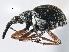  (Coelocephalapion fumitarse - CNC COLEO 00160889)  @14 [ ] CreativeCommons - Attribution (2013) CBG Photography Group Centre for Biodiversity Genomics