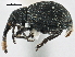  (Coelocephalapion - CNC COLEO 00160903)  @15 [ ] CreativeCommons - Attribution (2013) CBG Photography Group Centre for Biodiversity Genomics
