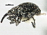  ( - CNC COLEO 00160931)  @11 [ ] CreativeCommons - Attribution (2013) CBG Photography Group Centre for Biodiversity Genomics