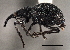  ( - CNC COLEO 00160743)  @14 [ ] CreativeCommons - Attribution (2013) CBG Photography Group Centre for Biodiversity Genomics
