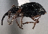  ( - CNC COLEO 00160744)  @14 [ ] CreativeCommons - Attribution (2013) CBG Photography Group Centre for Biodiversity Genomics