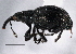  ( - CNC COLEO 00160752)  @14 [ ] CreativeCommons - Attribution (2013) CBG Photography Group Centre for Biodiversity Genomics