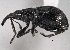  ( - CNC COLEO 00160756)  @13 [ ] CreativeCommons - Attribution (2013) CBG Photography Group Centre for Biodiversity Genomics