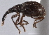  ( - CNC COLEO 00160760)  @11 [ ] CreativeCommons - Attribution (2013) CBG Photography Group Centre for Biodiversity Genomics