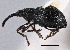  ( - CNC COLEO 00160761)  @11 [ ] CreativeCommons - Attribution (2013) CBG Photography Group Centre for Biodiversity Genomics