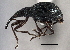  ( - CNC COLEO 00160763)  @11 [ ] CreativeCommons - Attribution (2013) CBG Photography Group Centre for Biodiversity Genomics